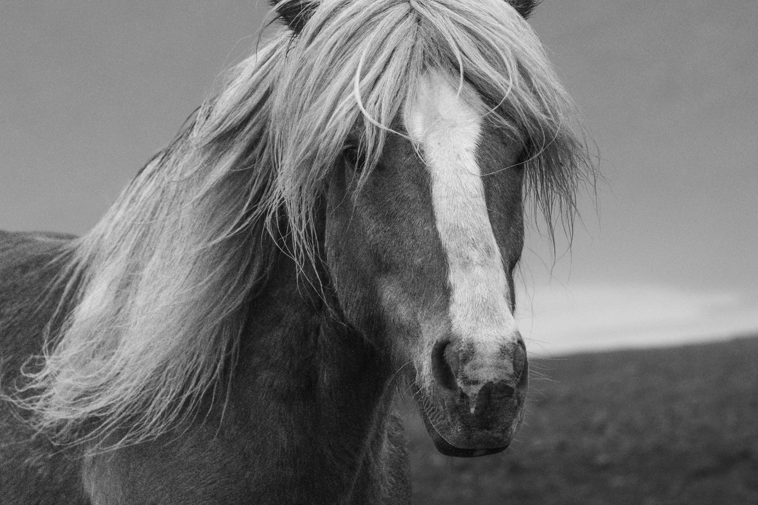 Iceland Unbridled Beauty.jpg