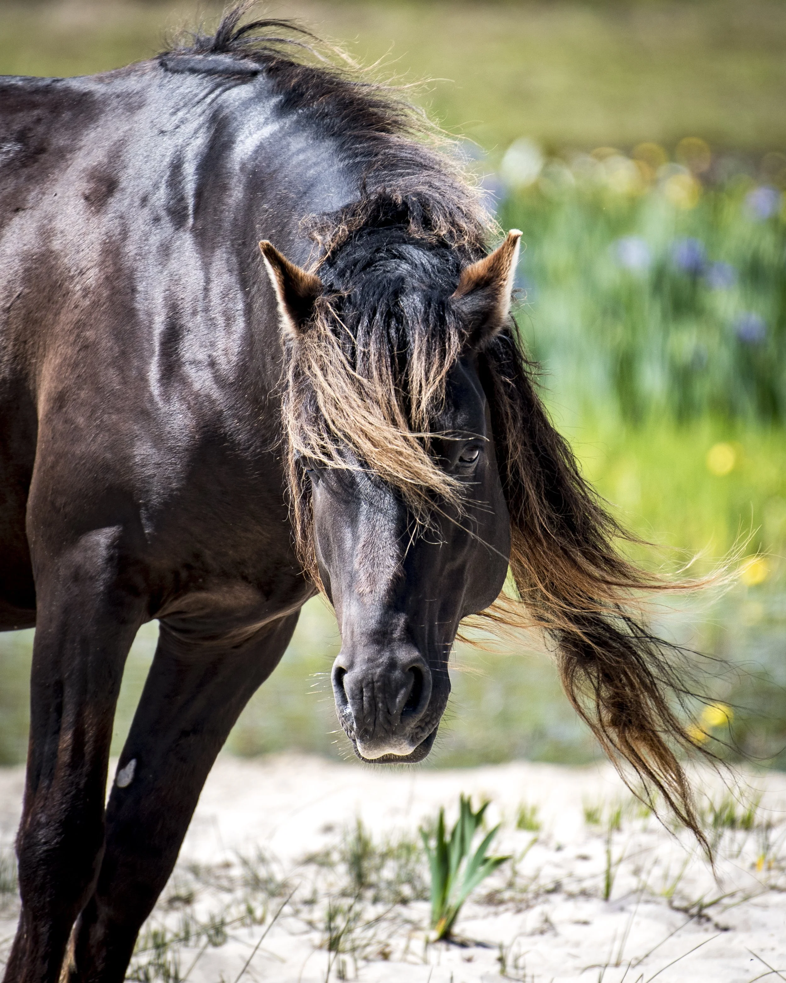 sable stallion in iris 2017.JPG