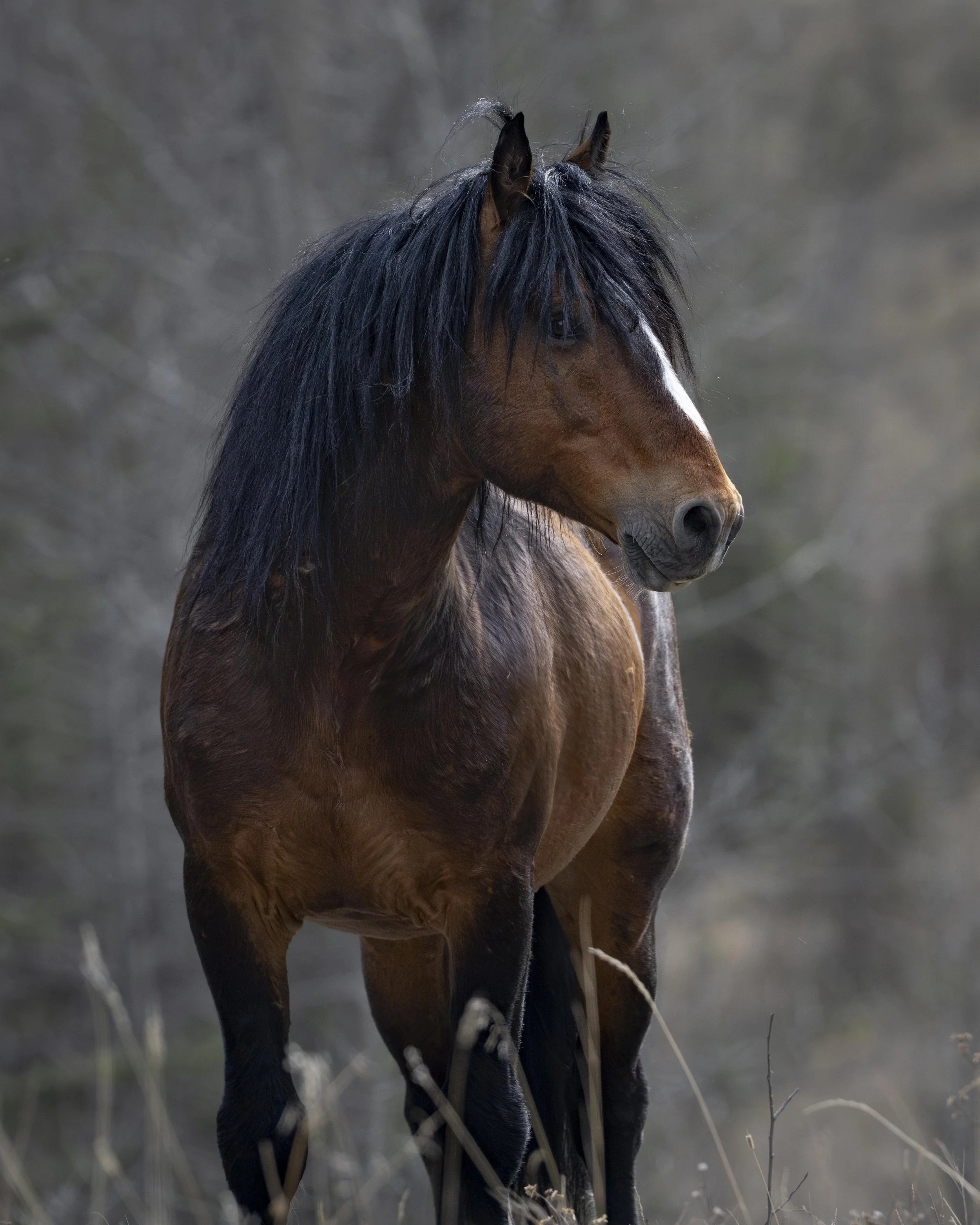 alberta stunning stallion bay.jpg