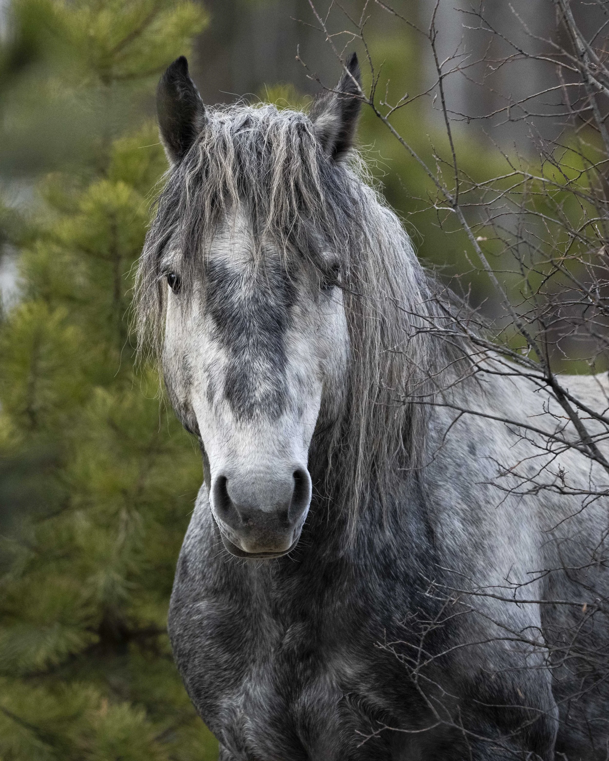 Alberta Grey in Woods.jpg