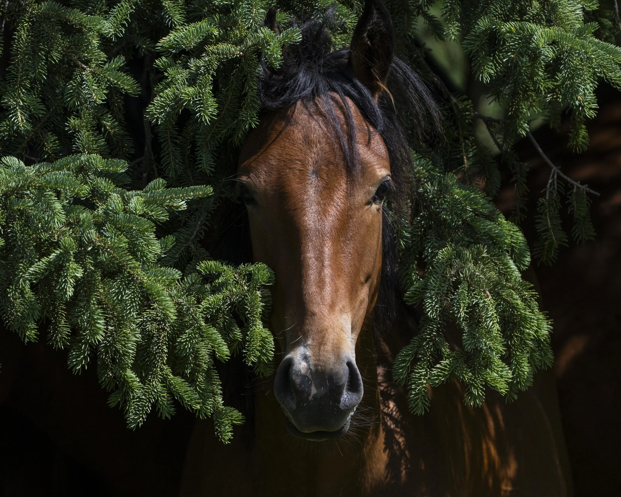 alberta girl in pine branches.jpg
