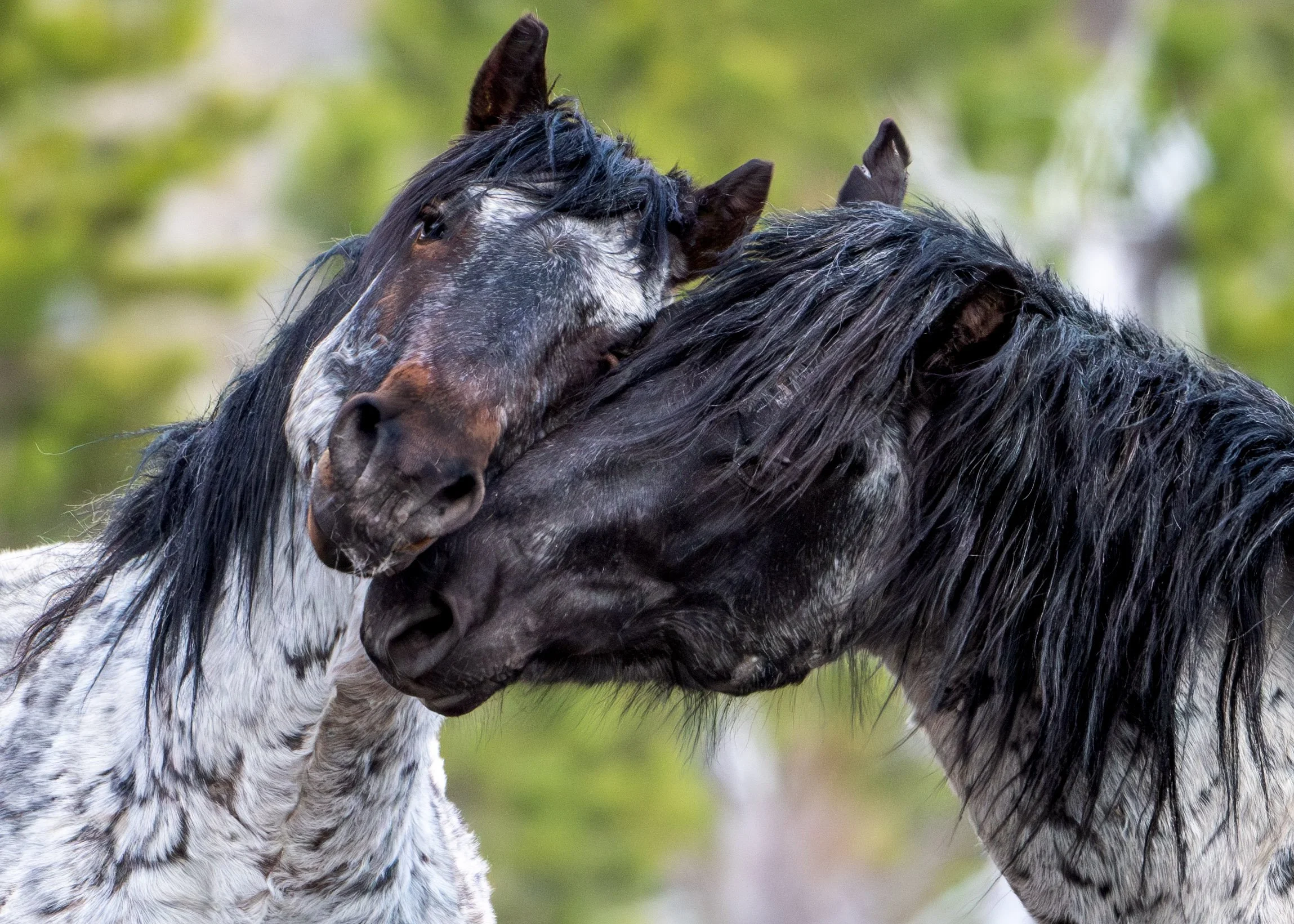 alberta roan boys  (1 of 1).JPG