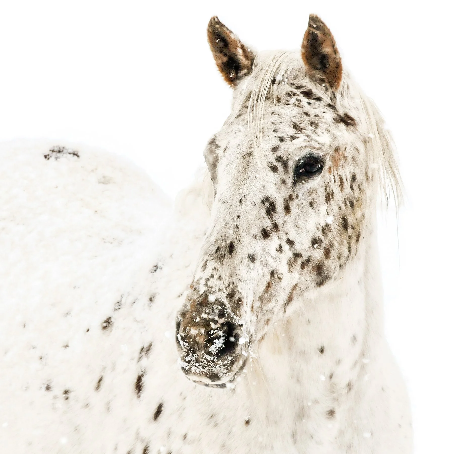 appaloosa in snow (1 of 1).JPG