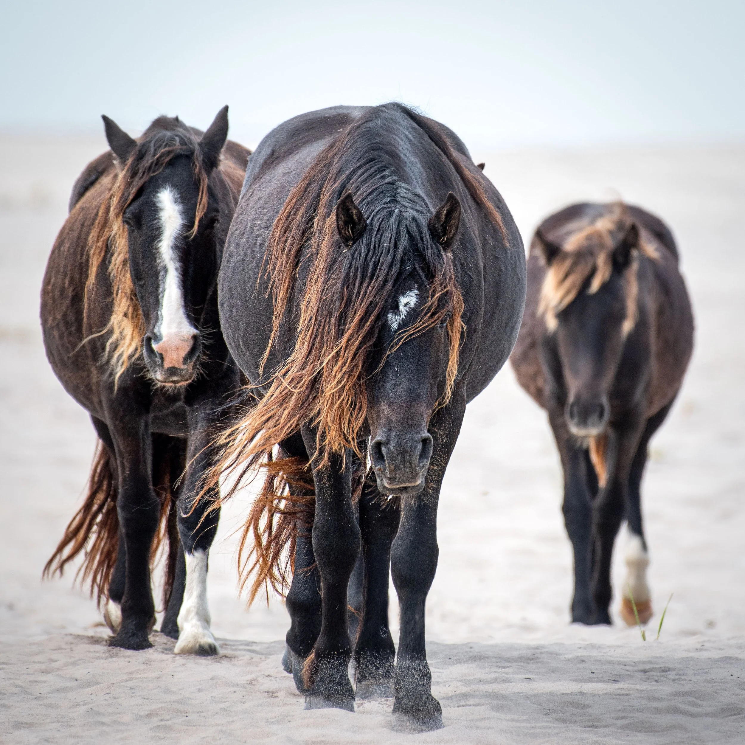 sable horses approaching  (1 of 1).jpg