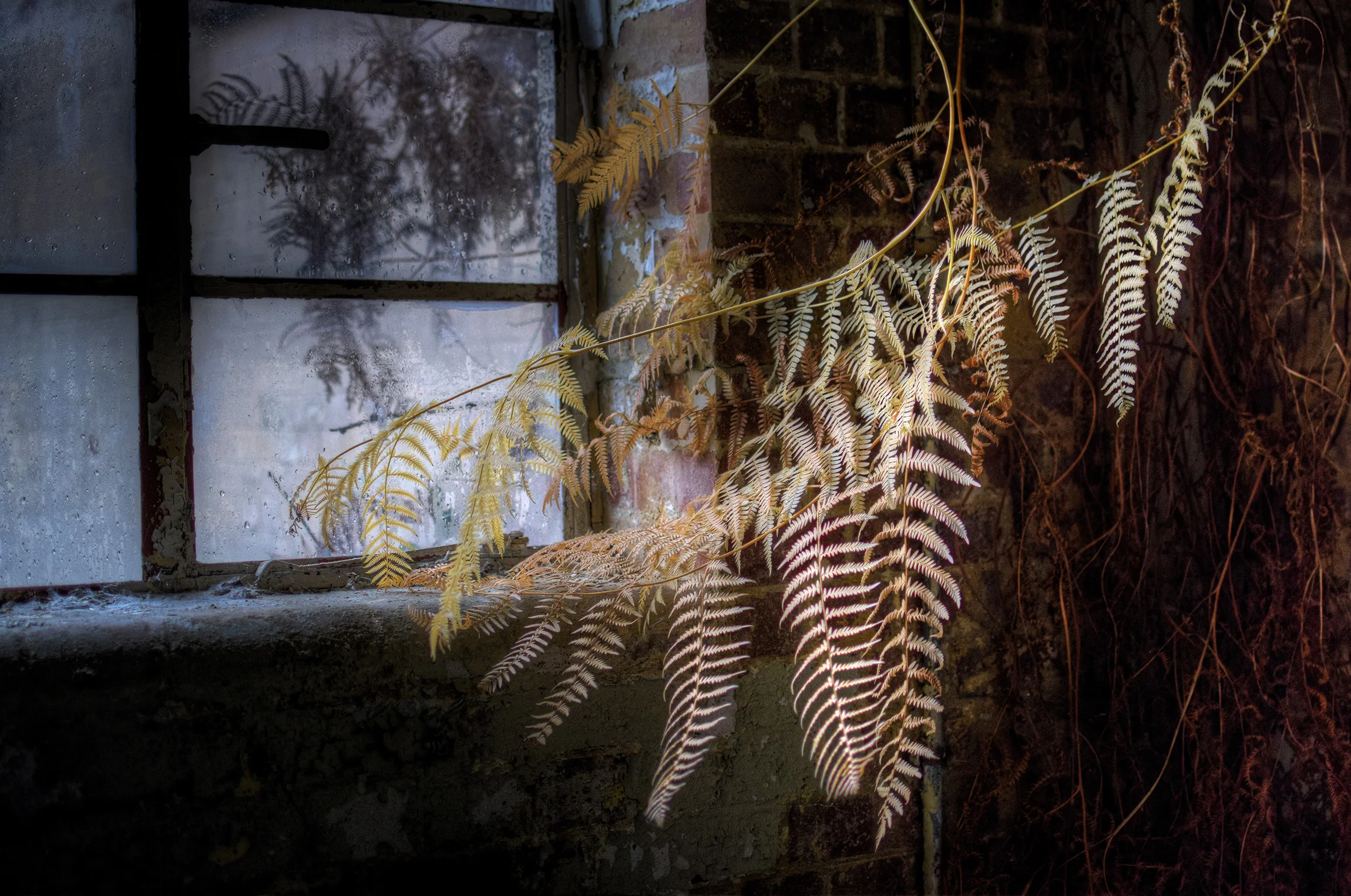 DSC_2649_50_51Enhancer.jpg