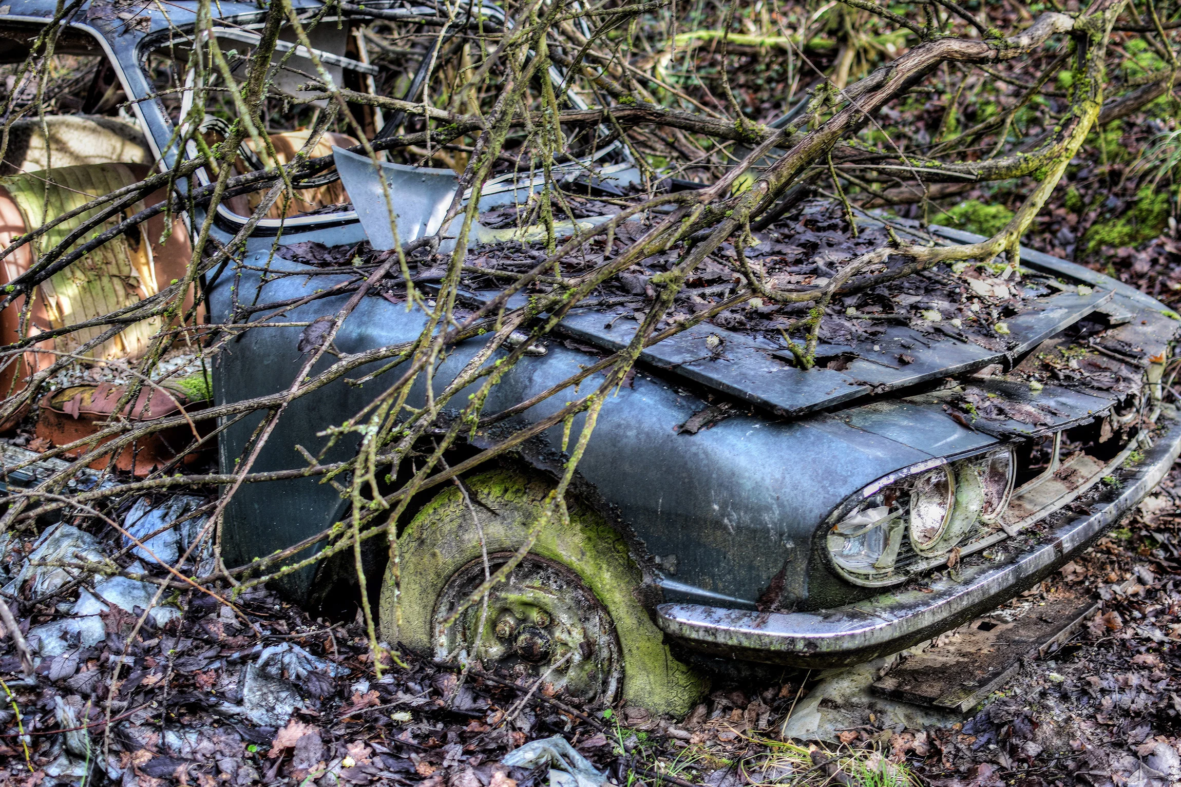 DSC_3167_Enhancer.jpg