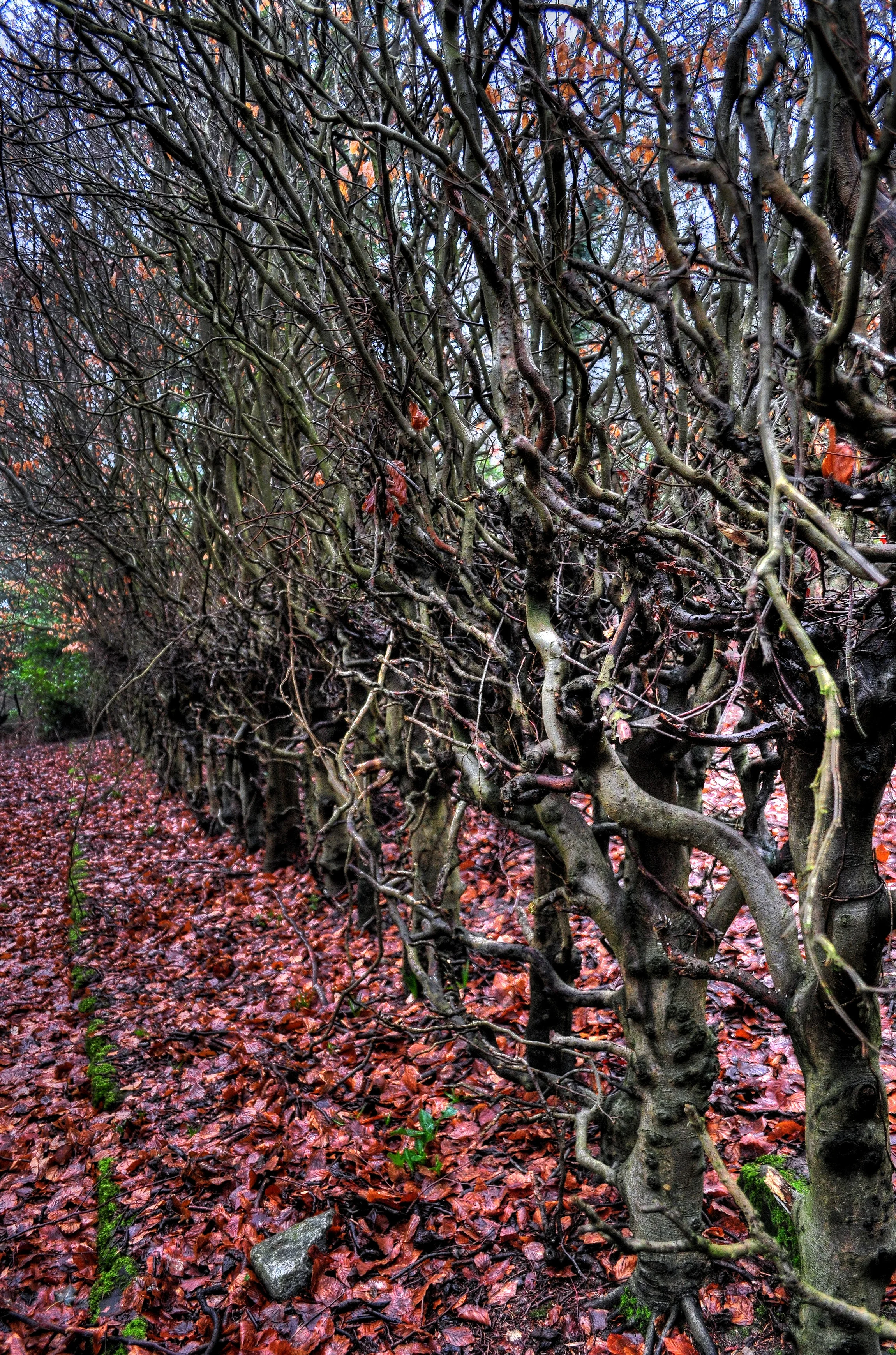 DSC_0984_5.jpg