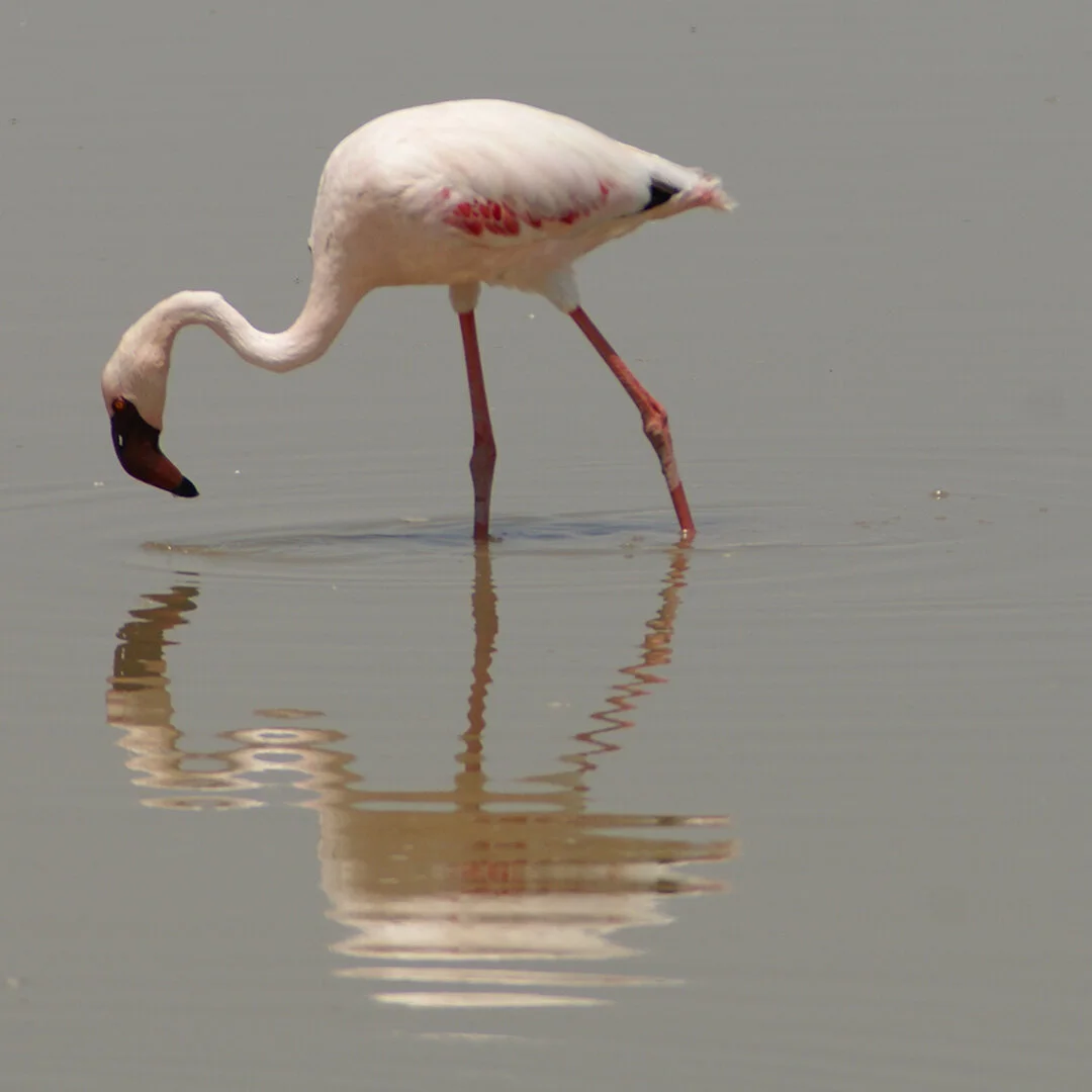 flamingo 4.jpg