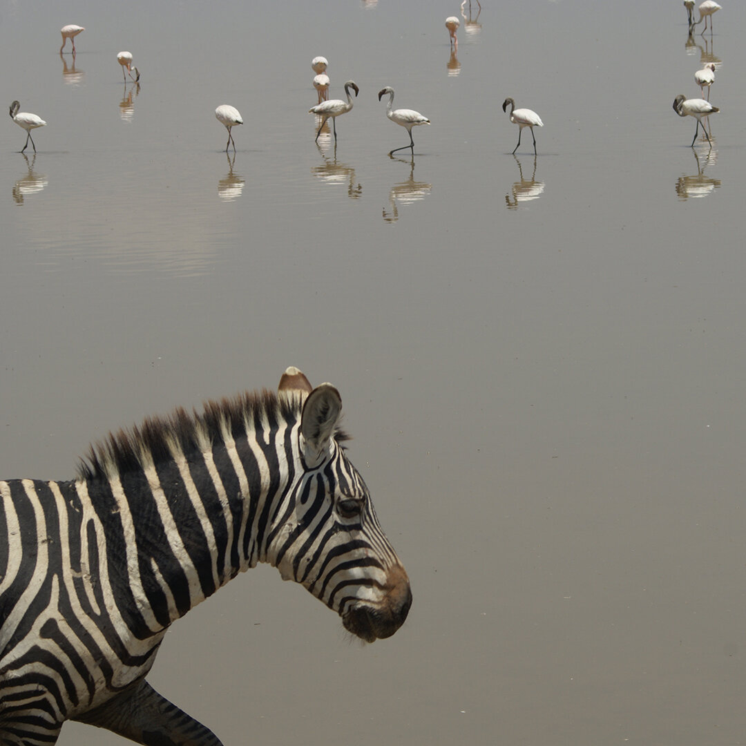 zebra water.jpg