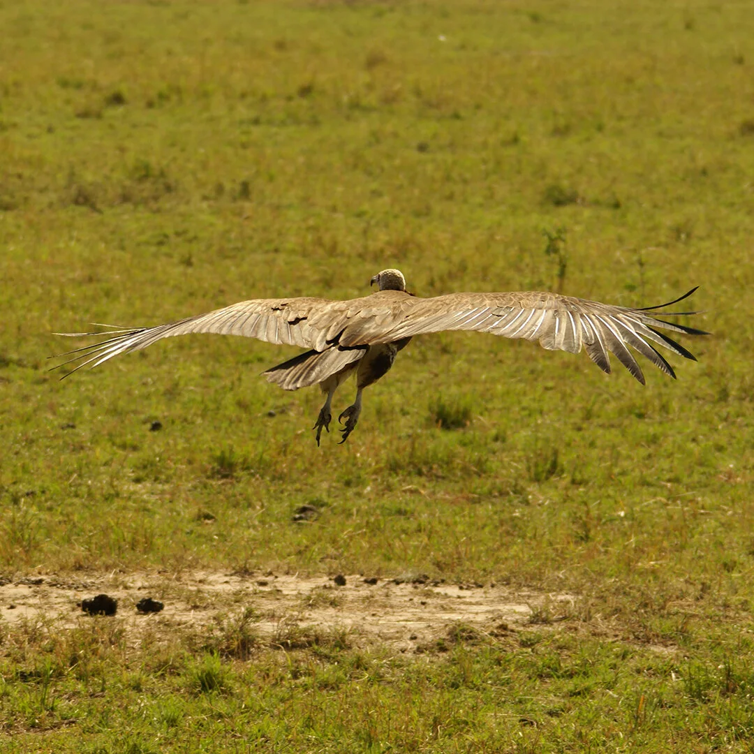 vulture 2.jpg