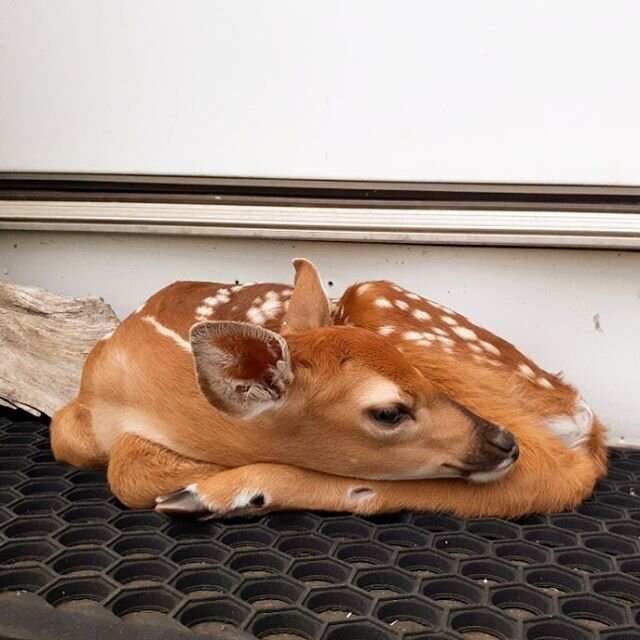 This sweet little doe was found on the front step of a home on the farm this morning! We ❤️ springtime babes!
.
.
#springtime #babydoe #njfarms #farmlife #baby #thesweetest