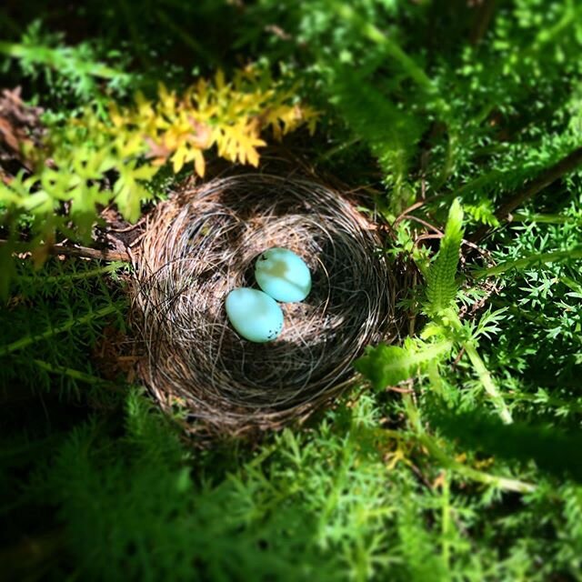 A sweet little surprise resting in our garden this afternoon 🌿🌷🌱
.
.
#springtime #farmlife #birdeggs #mothernature #beauty #sweetness #creation #njfarms #njnonprofit