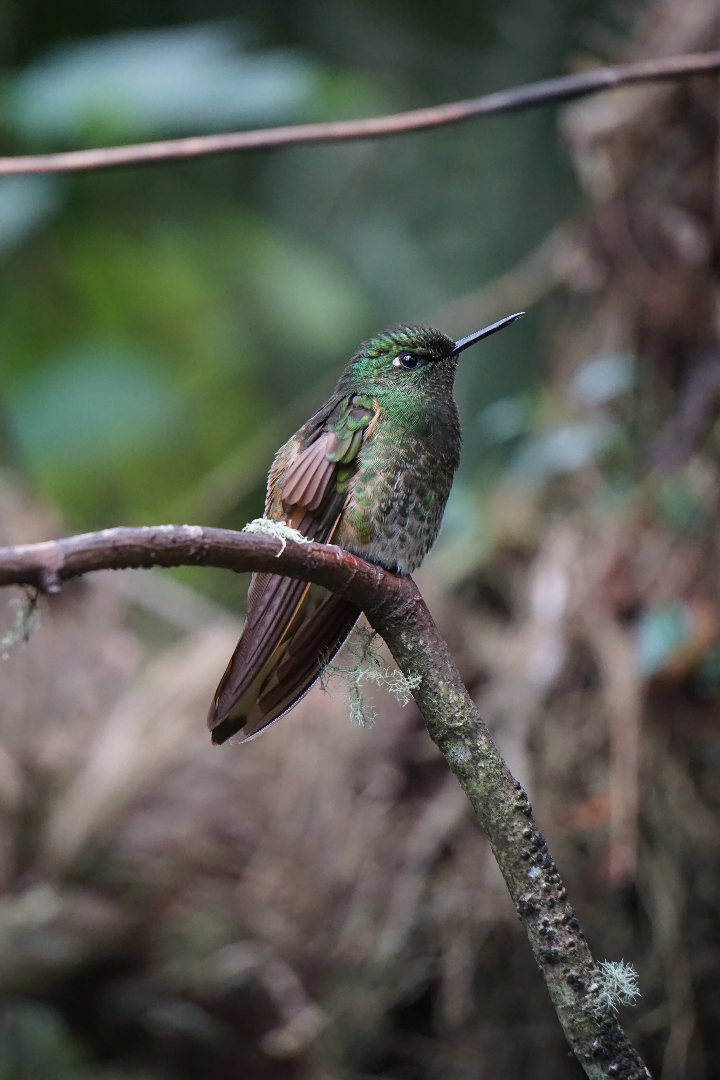 espaces-colibri-developpement-personnel-bien-etre.jpg