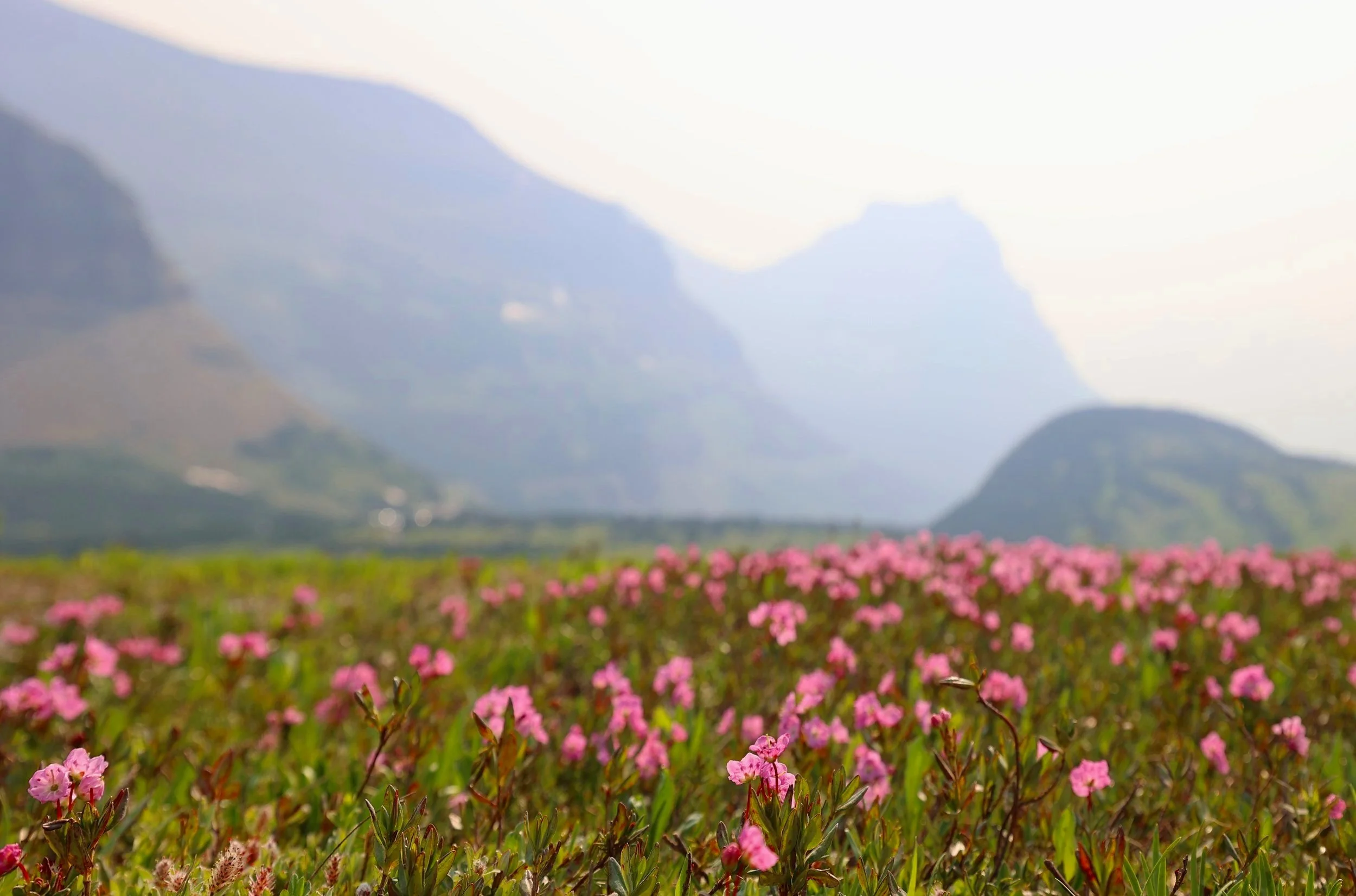 As a Product Designer,