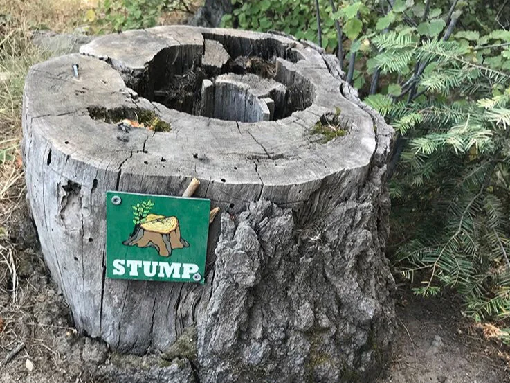 stump.jpg