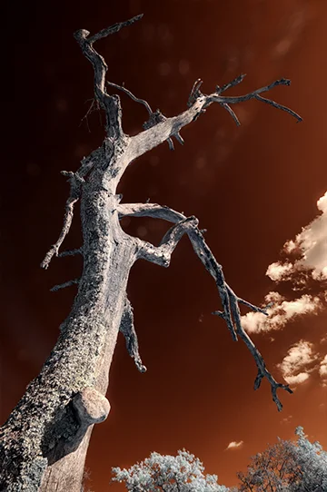 leafless.jpg