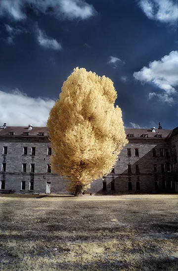 lunitictree_copy.jpg