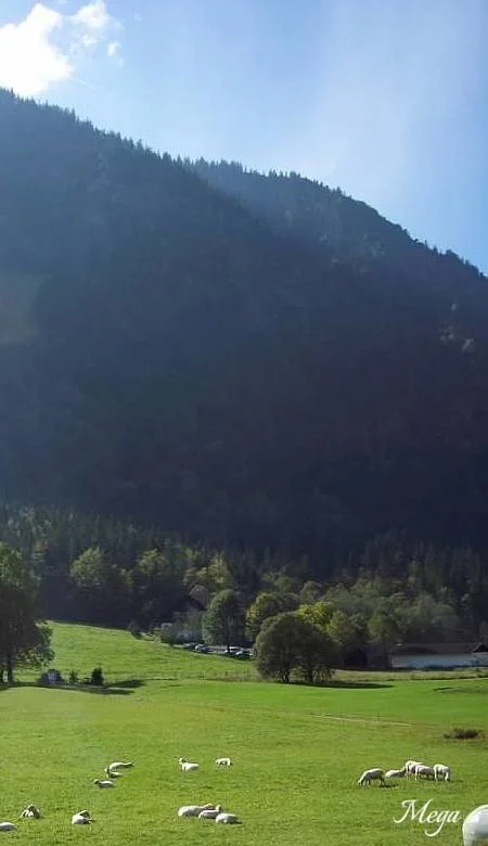 Austria - Shepherd