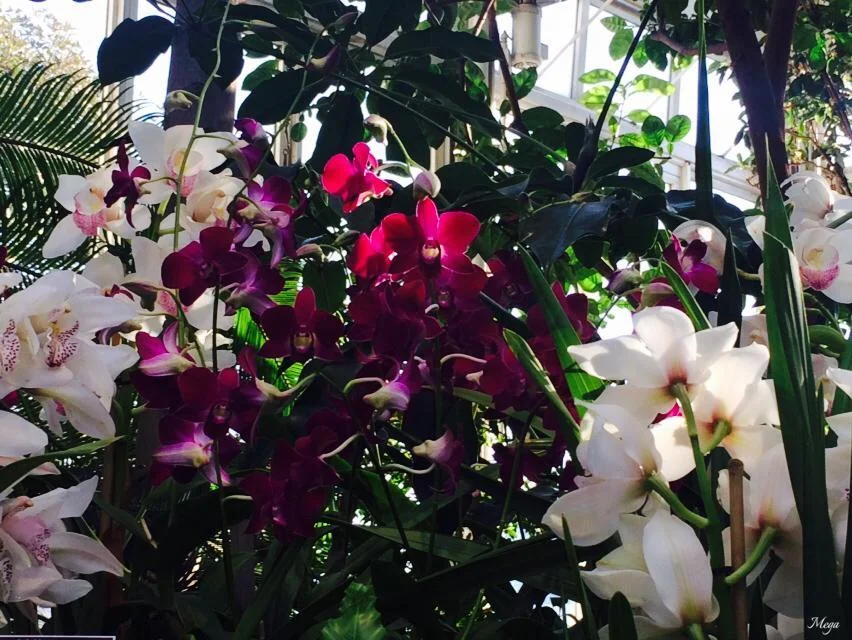 orchids 69.jpg