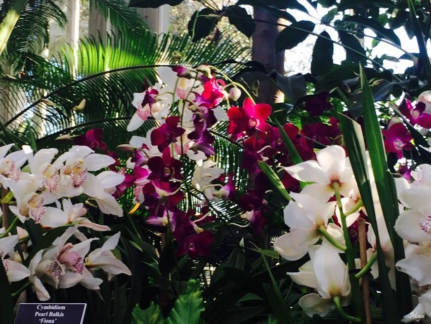 orchids 70.jpg
