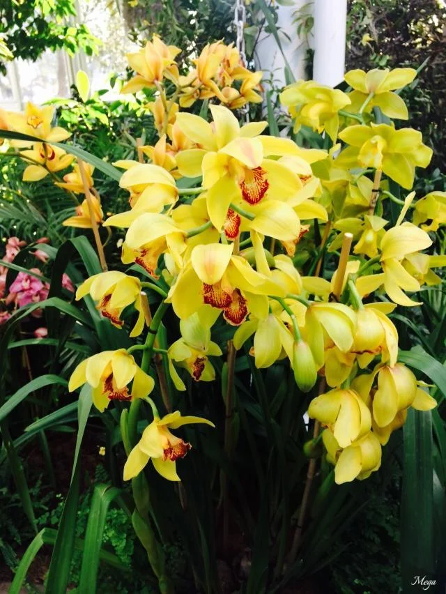 orchids 74.jpg