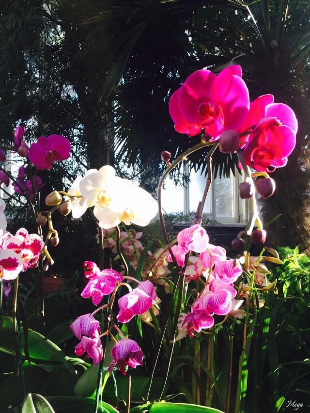 orchids 79.jpg