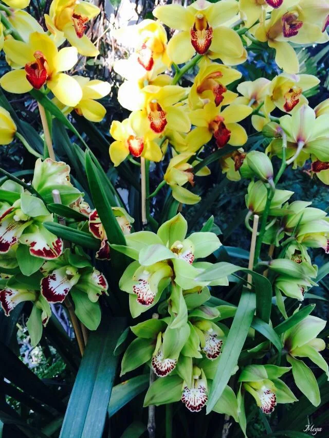 orchids 81.jpg