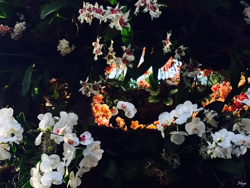 orchids 88.jpg