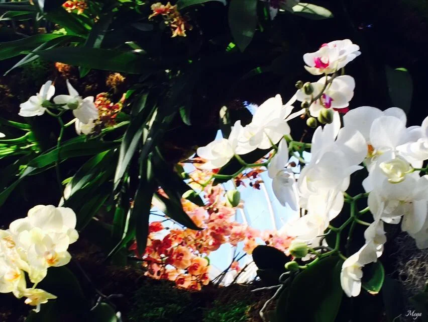 orchids 91.jpg