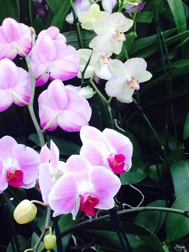 orchids 57.jpg