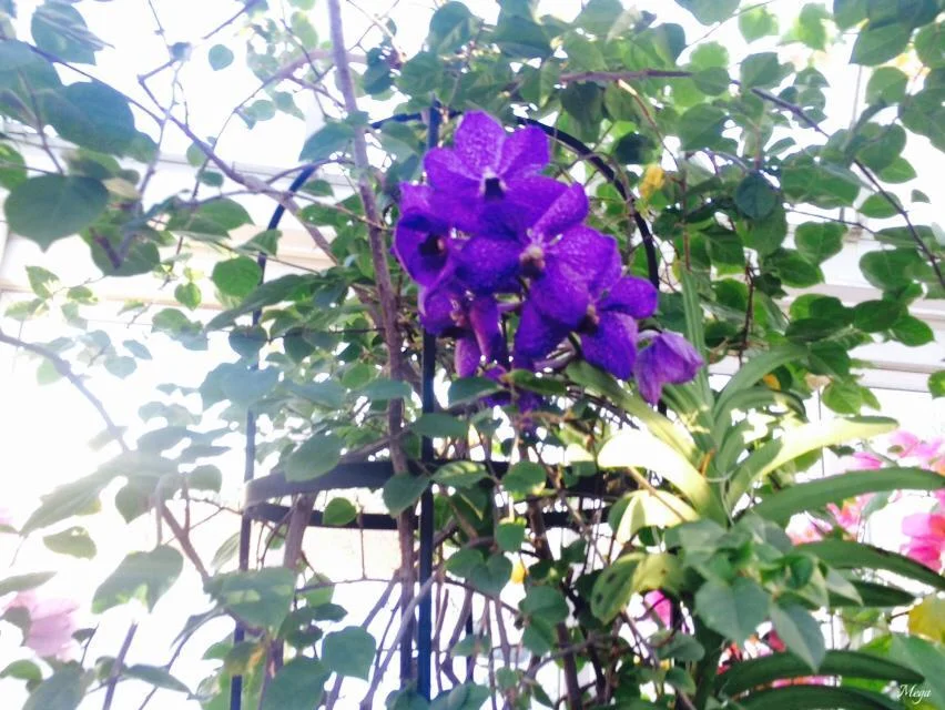 orchids 58.jpg