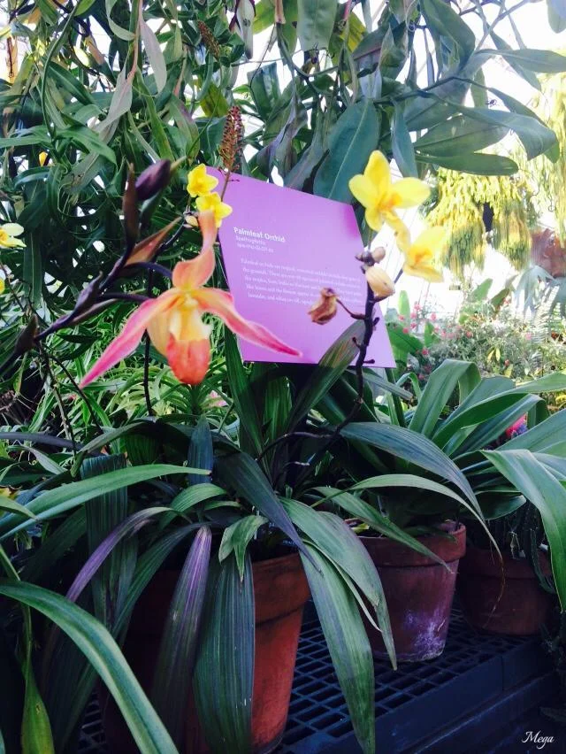 orchids 60.jpg