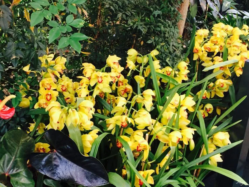 orchids 64.jpg