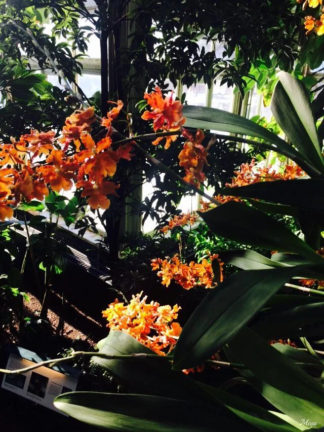 orchids 12.jpg