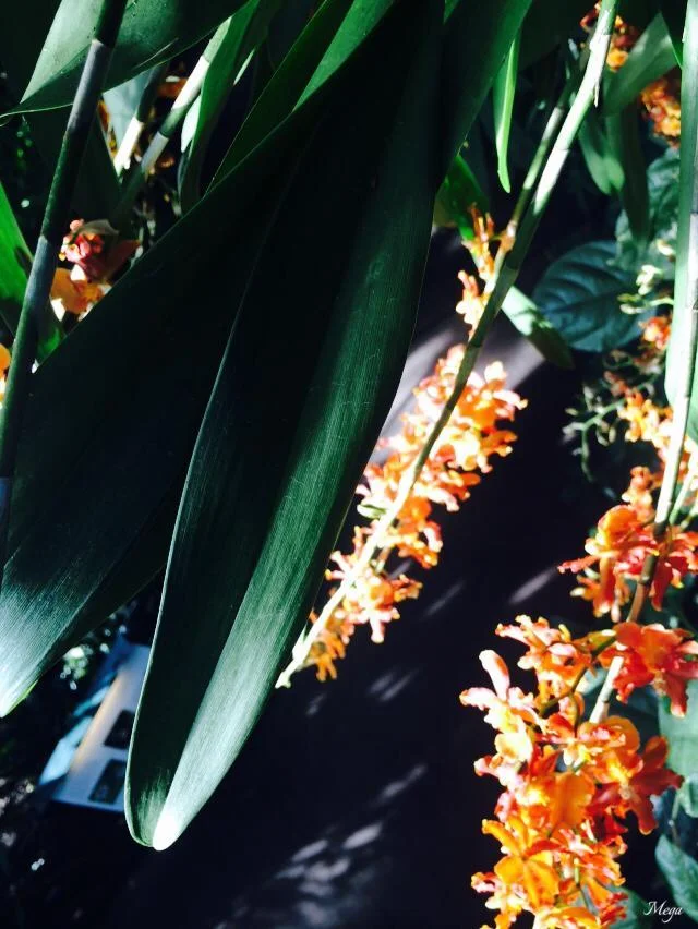 orchids 14.jpg