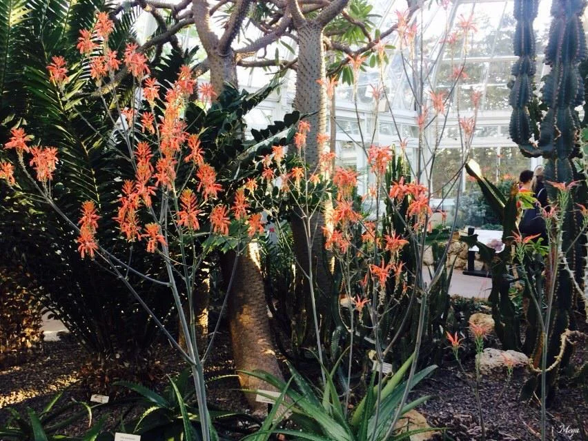orchids 46.jpg