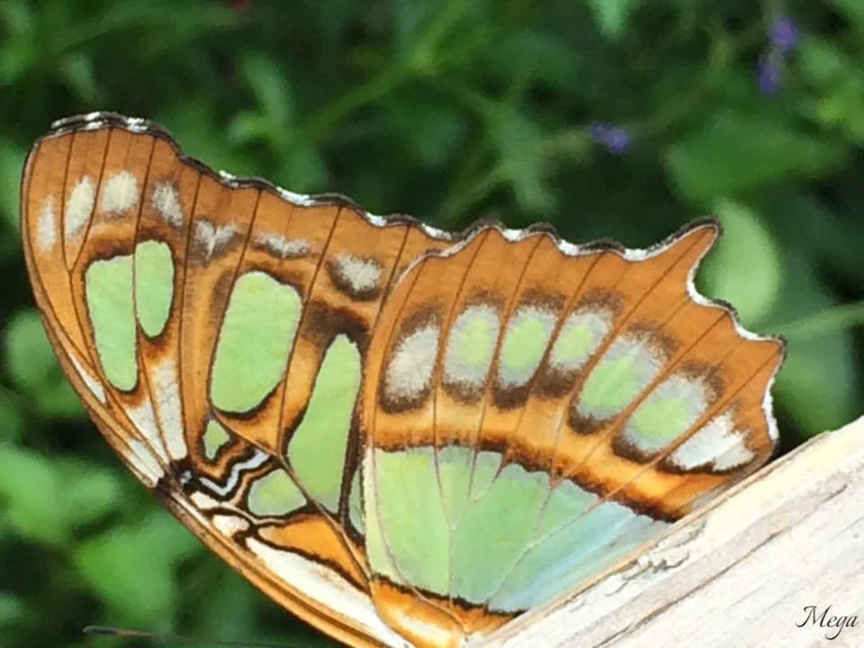 Butterflies 4.IMP.jpg