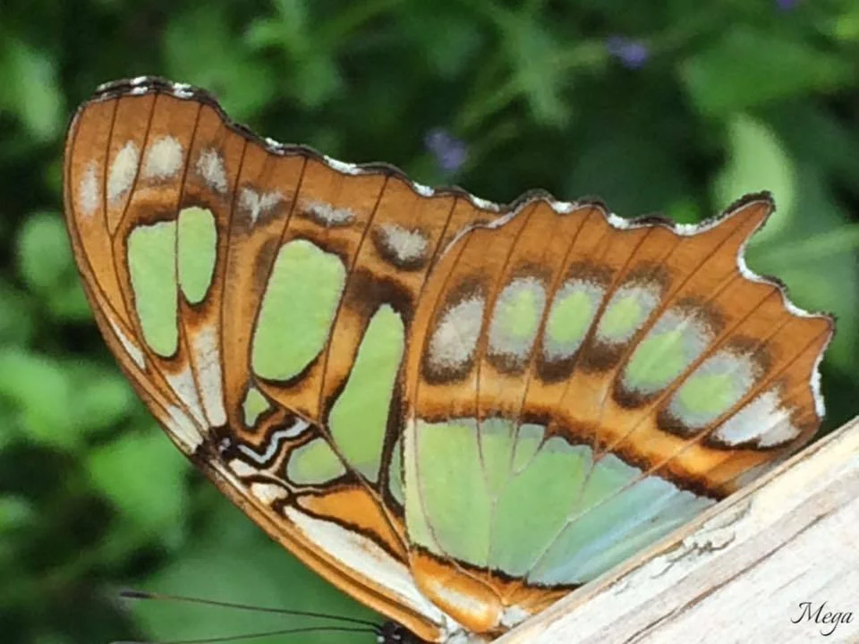Butterflies 7.IMP.jpg