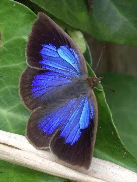Butterfly collection.jpg