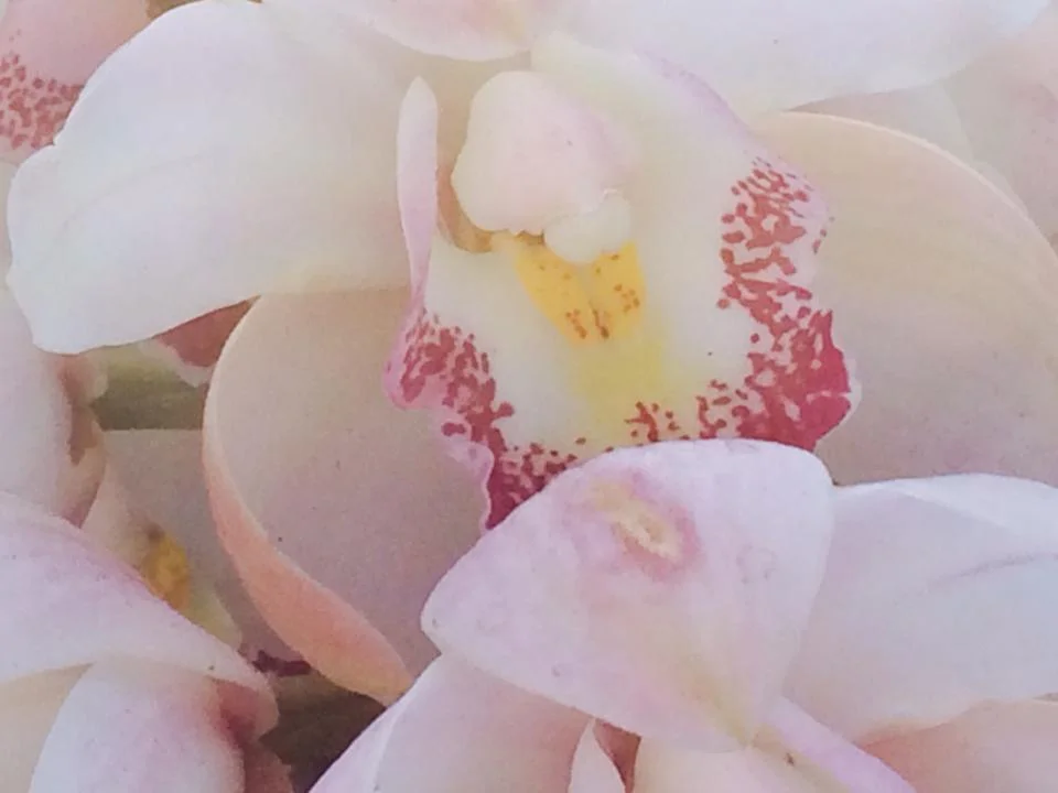 Orchids 111.jpg