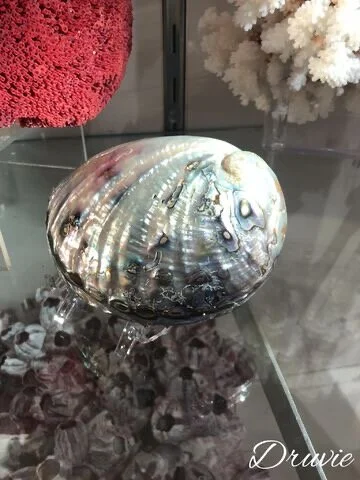 Druvie ~ Natural Science Collection