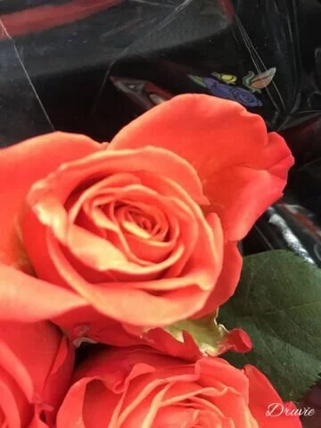D0277B7E-A8E3-42A6-A03D-E54FD95A2E51-324-0000001139993390.jpeg
