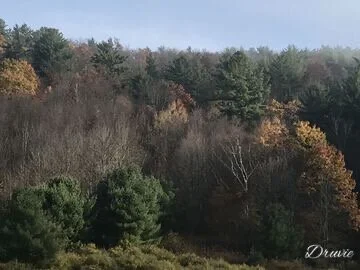 Druvie ~ Fall Collection 2019