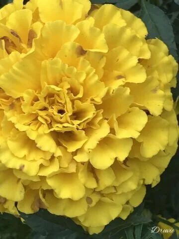 811FD0CF-E24D-46D7-860A-959CB5134E20-324-00000019B0CE519C.jpeg