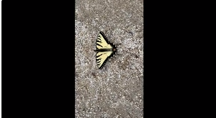 2022 Spring Arts Season: The Grenchus Foundation: "Grace" the Butterfly