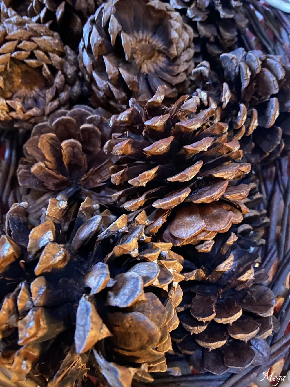 CULTURE SHARE: The Meaning and Symbolism of the Pinecone — The Grenchus ...
