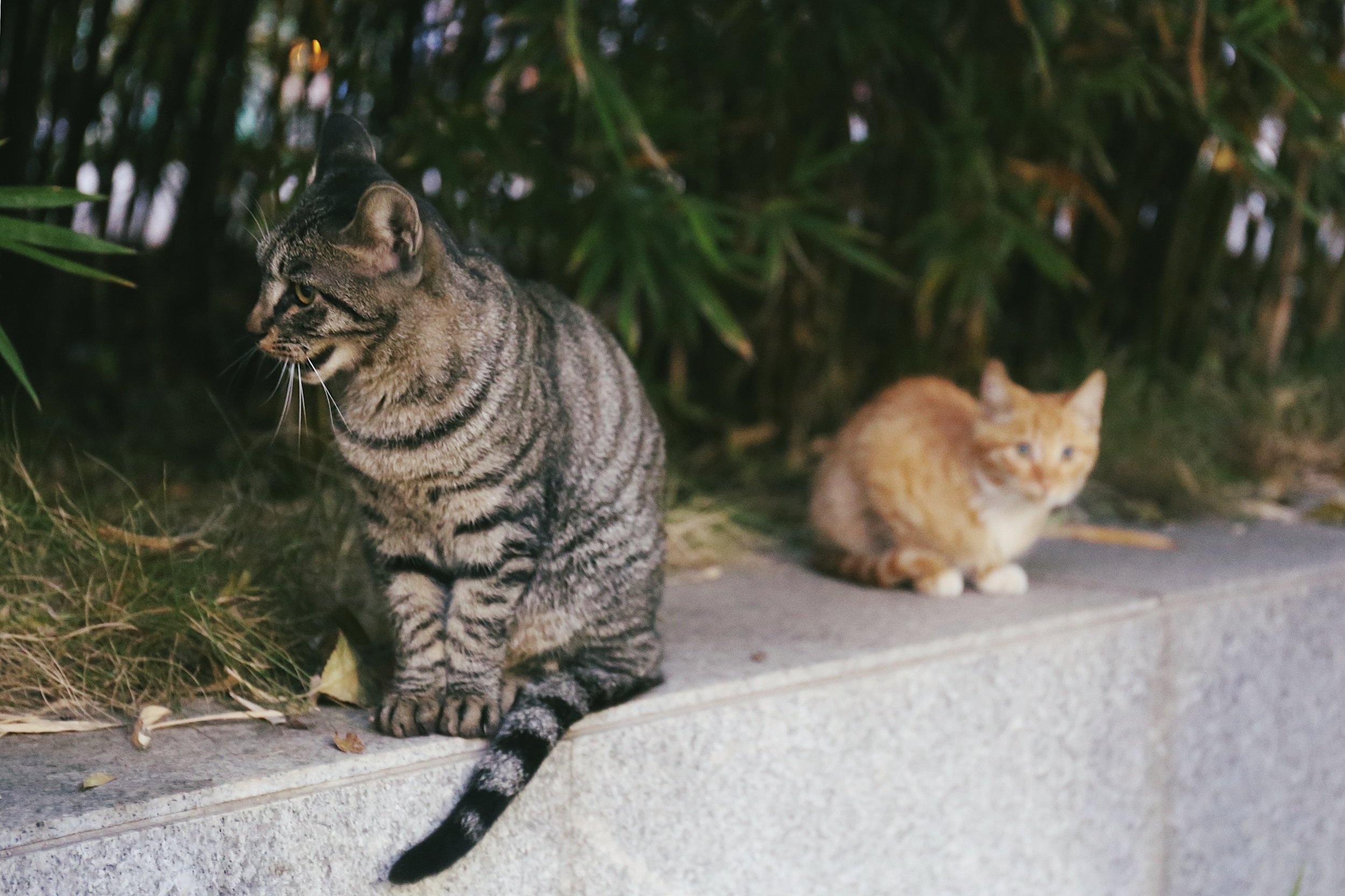 feral cats and fleas