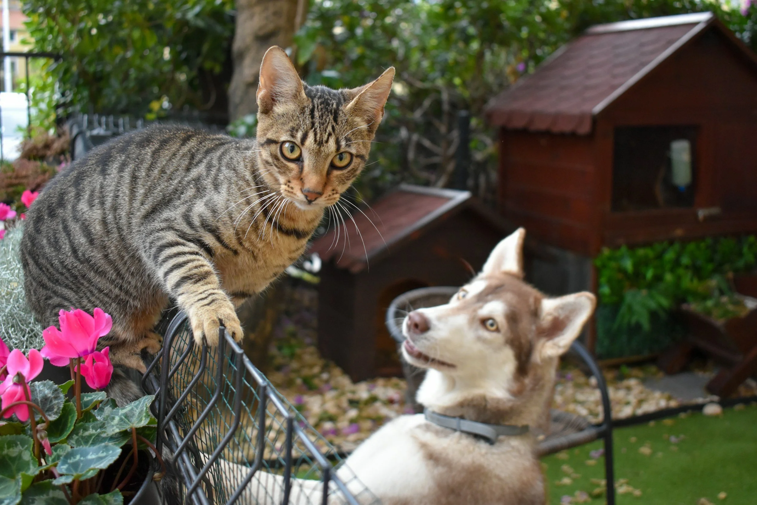 Springtime Pet Safety Tips