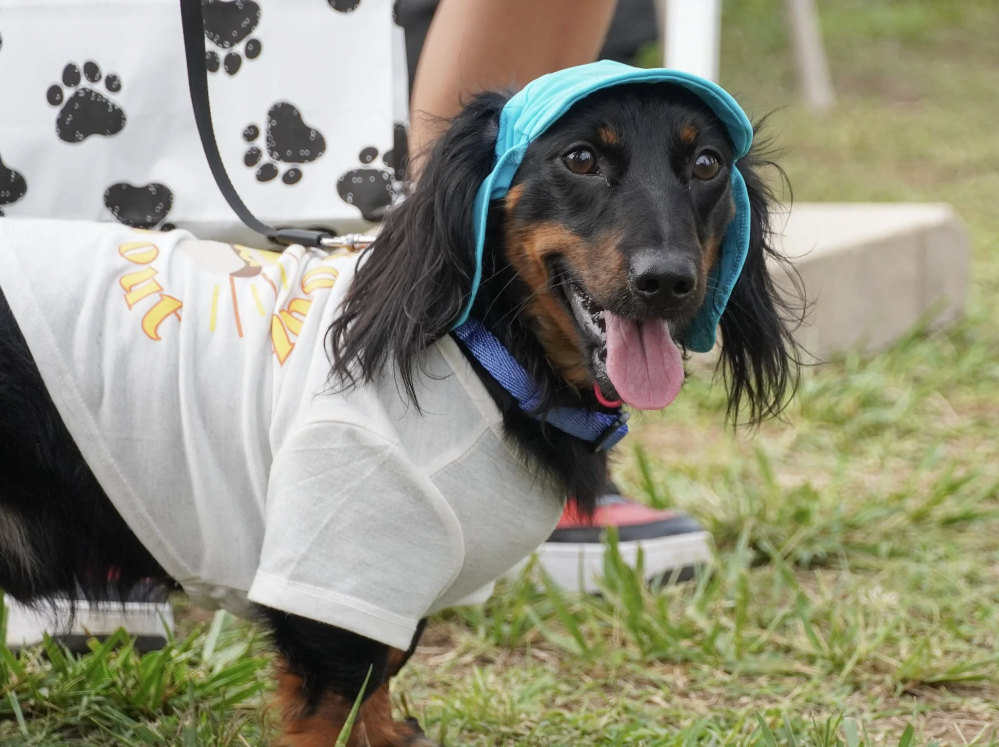 Charleston Sternwheel Regatta Wiener Dog Races &amp; Costume Contest