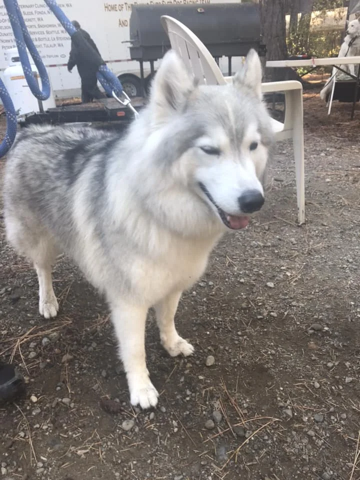 Dog Sledding